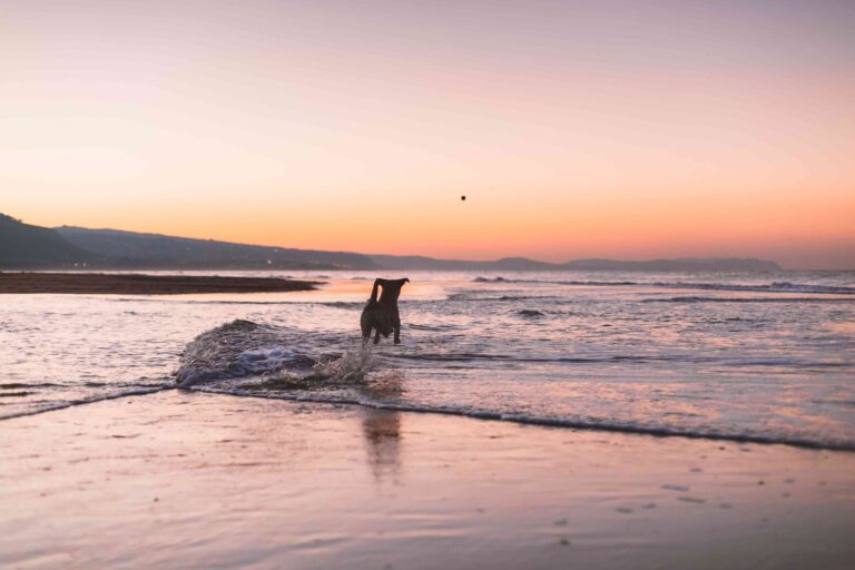 dog on beach