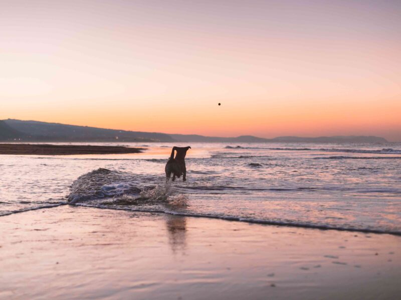dog on beach