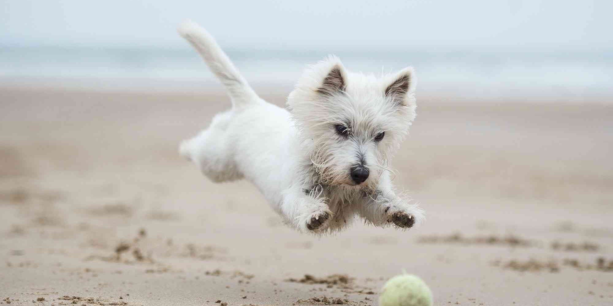 Top five beaches for sandy paws in West Cornwall