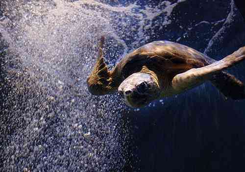 Blue Reef Aquarium, Newquay