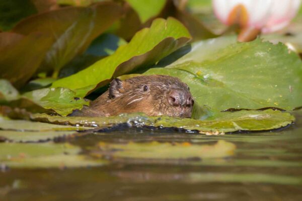 Beavers