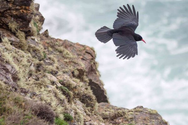 Wildlife in Cornwall