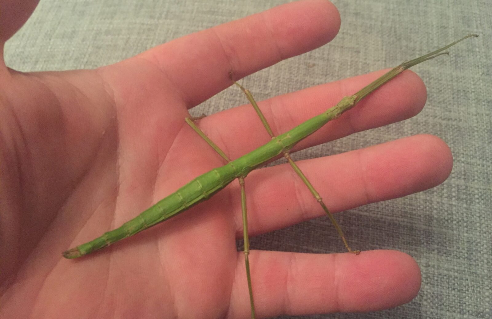 Stick Insects