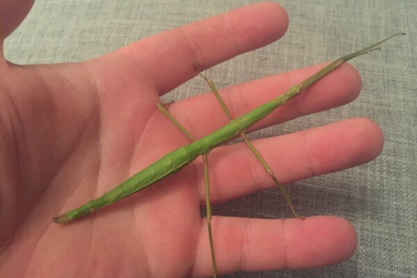 Stick Insects