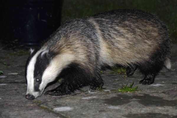 Badgers