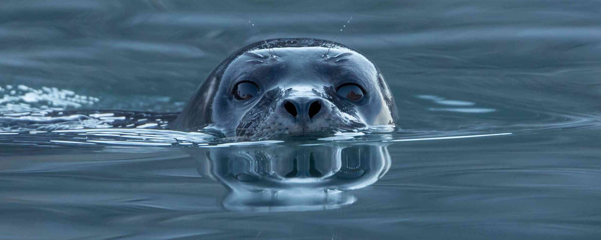 Harbor seal (Phoca vitulina) at Magdalen fjord, Svalbard (1)