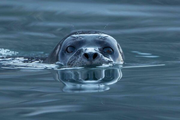 Seals