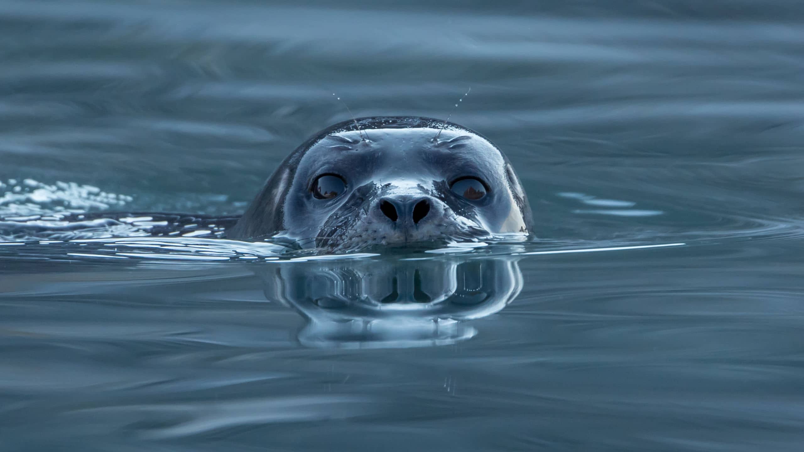 Where To See Seals in Cornwall: Top 12 Places To Spot Them 