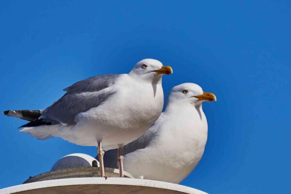 Seagulls
