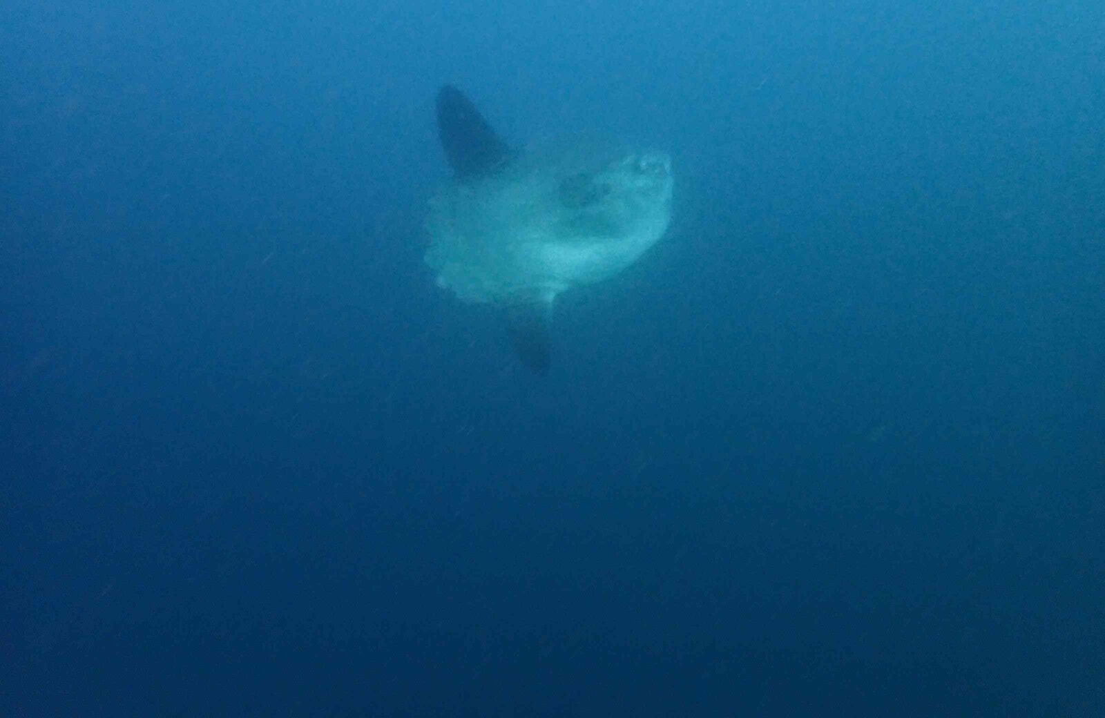 Sun Fish – Mola Mola