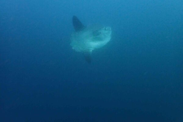 Sun Fish – Mola Mola