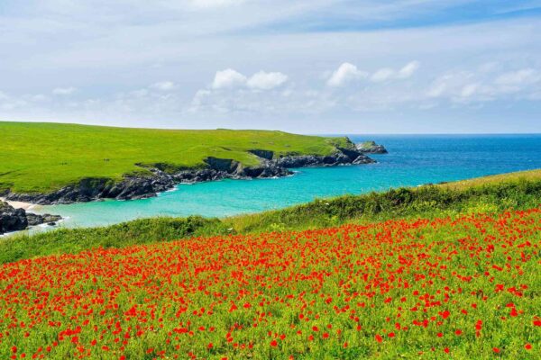 Cornwall's Plants & Flowers