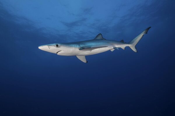 Blue Sharks