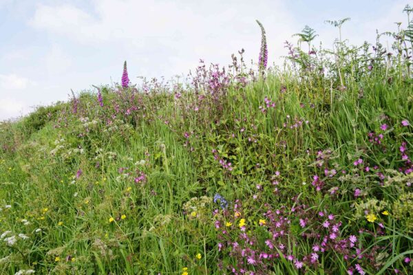 Seeds To Attract Insects
