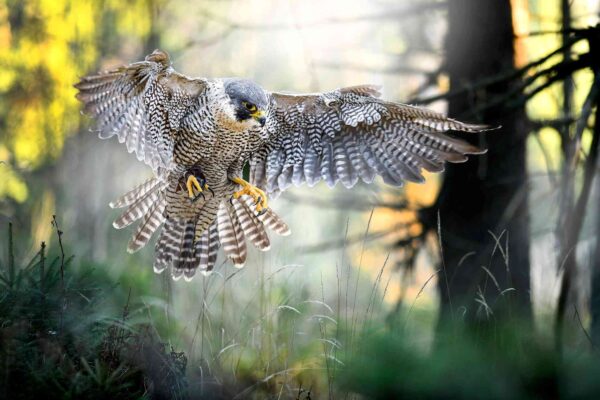 Birds of Prey in Cornwall