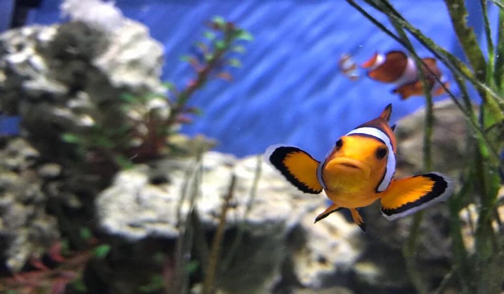 Blue Reef Aquarium