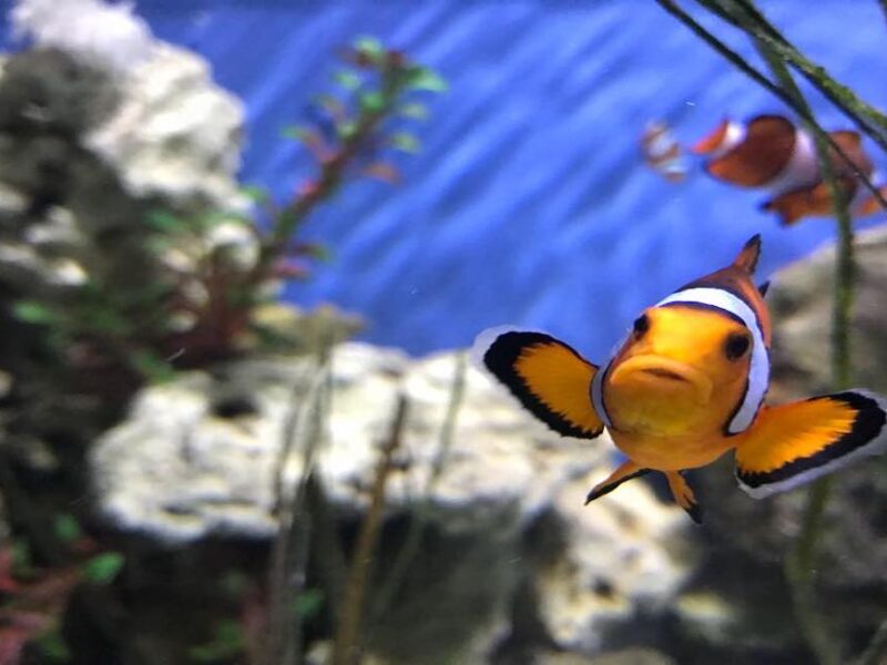 Blue Reef Aquarium, Newquay