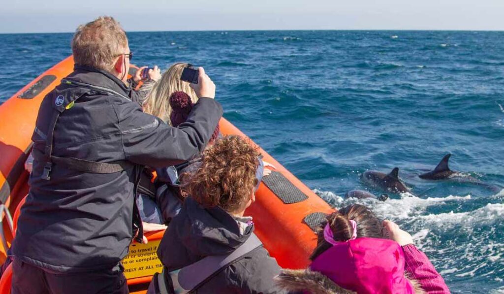 Padstow Sealife Safaris