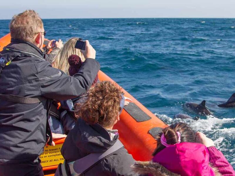 Padstow Sea Life Safaris