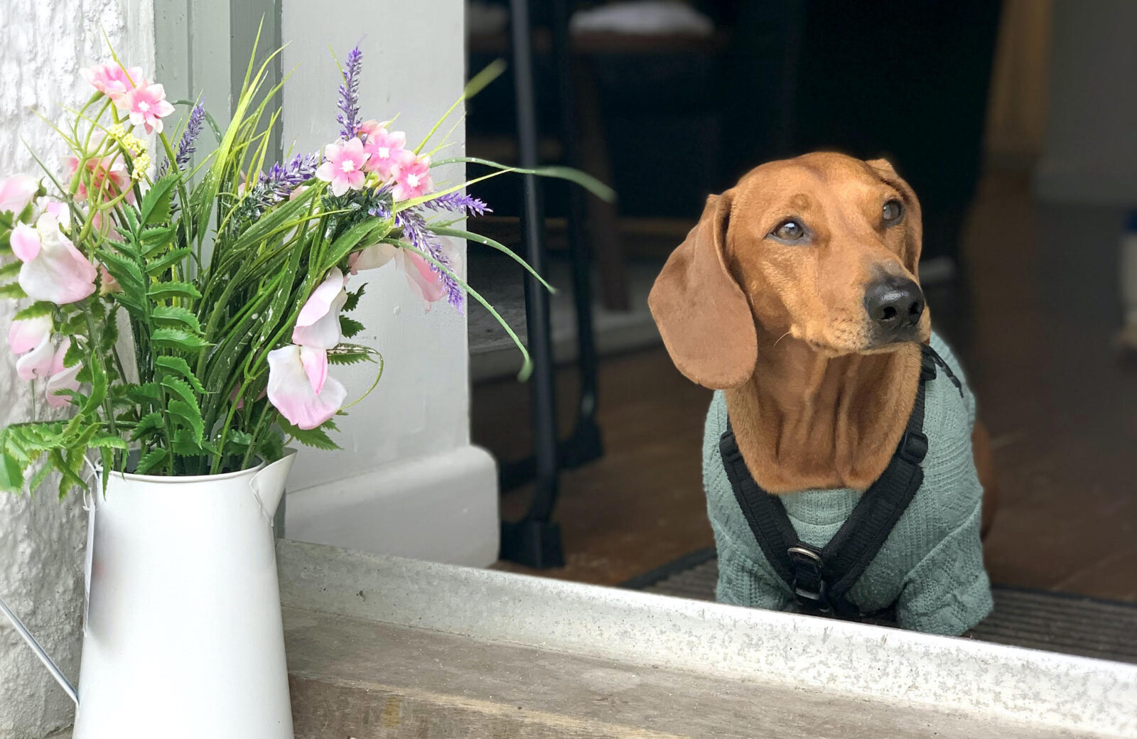 Should I allow pets in my holiday home?