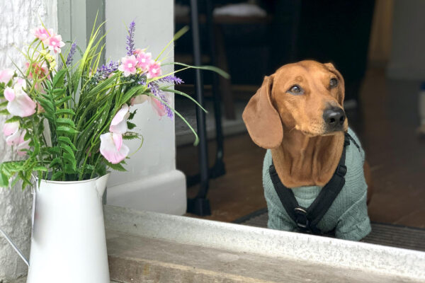 Should I allow pets in my holiday home?