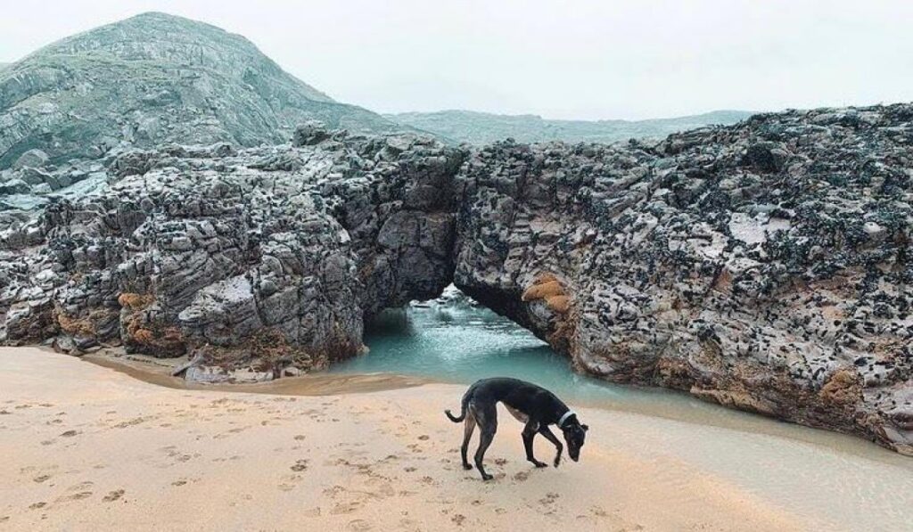 10 best dog-friendly beaches in Cornwall