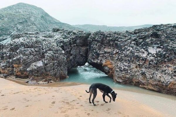 10 best dog-friendly beaches in Cornwall