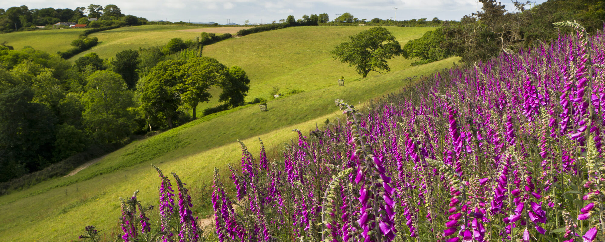 Lost Gardens of Heligan Foxgloves in Lantavy looking to peruppa 02 06 11