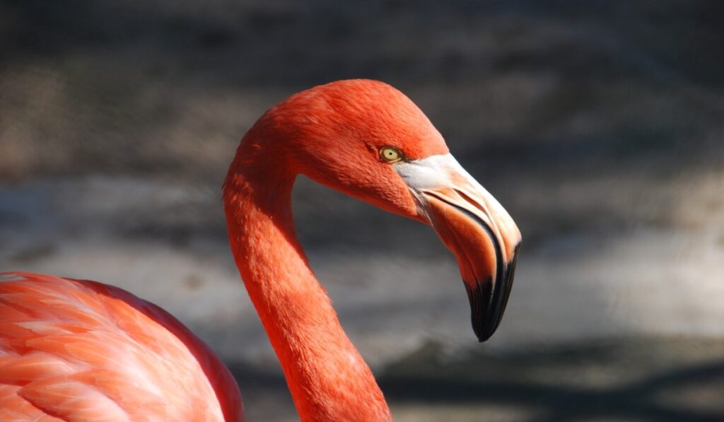 Paradise Park flamingo