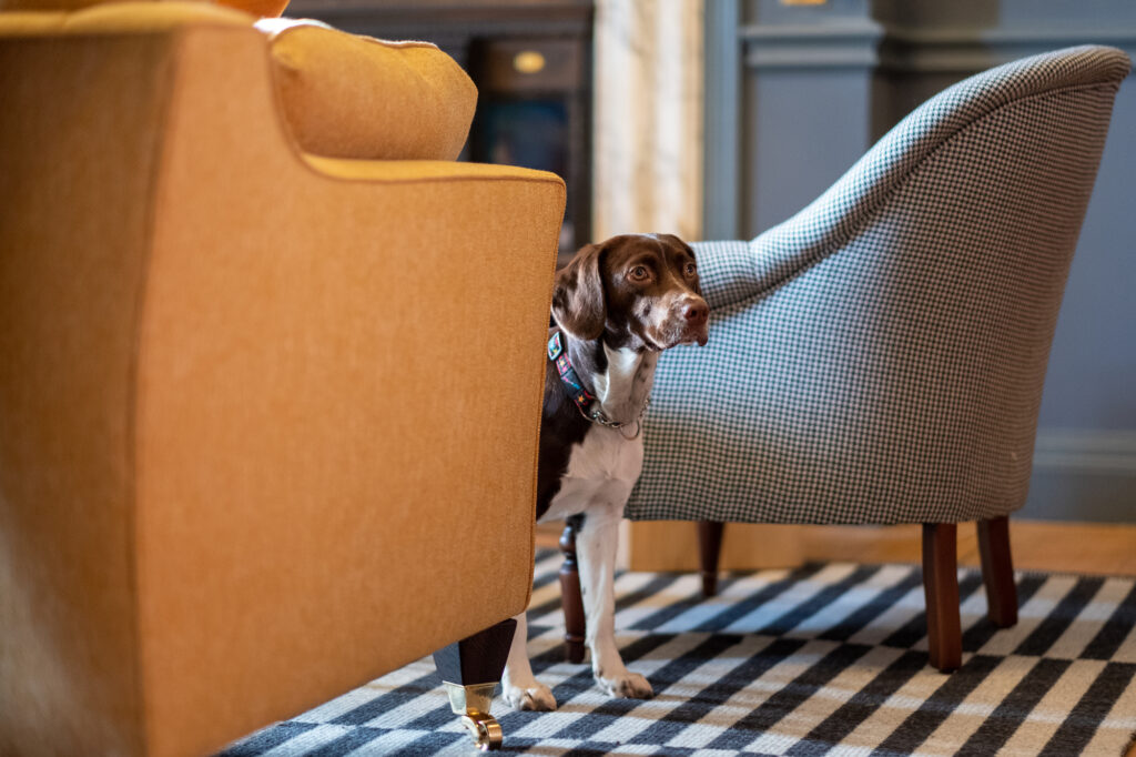 Fowey Hall dog