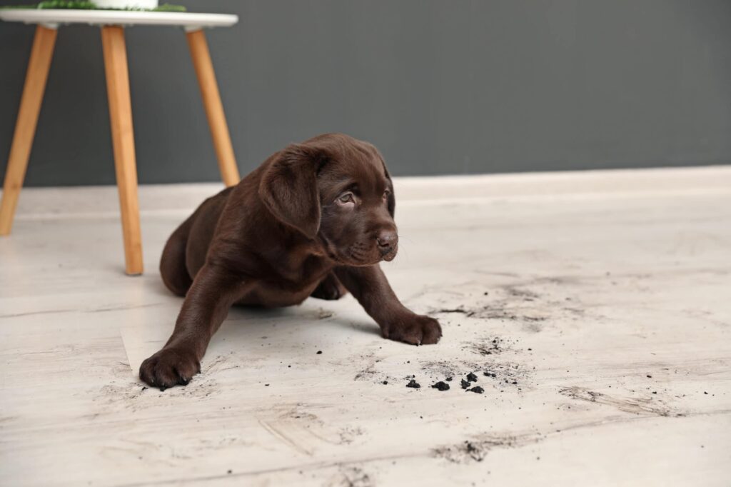 Chocolate Labrador puppy playing with dirt on the floor in a modern home.