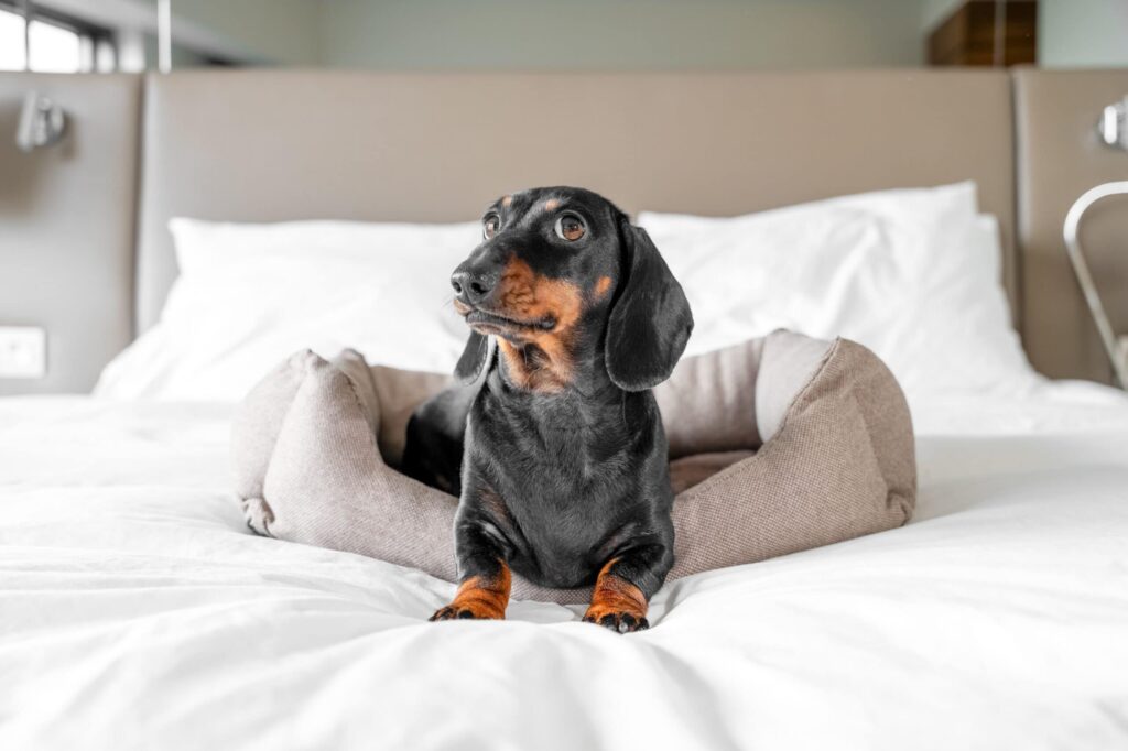 Dachshund sitting on a bed in a modern bedroom.
