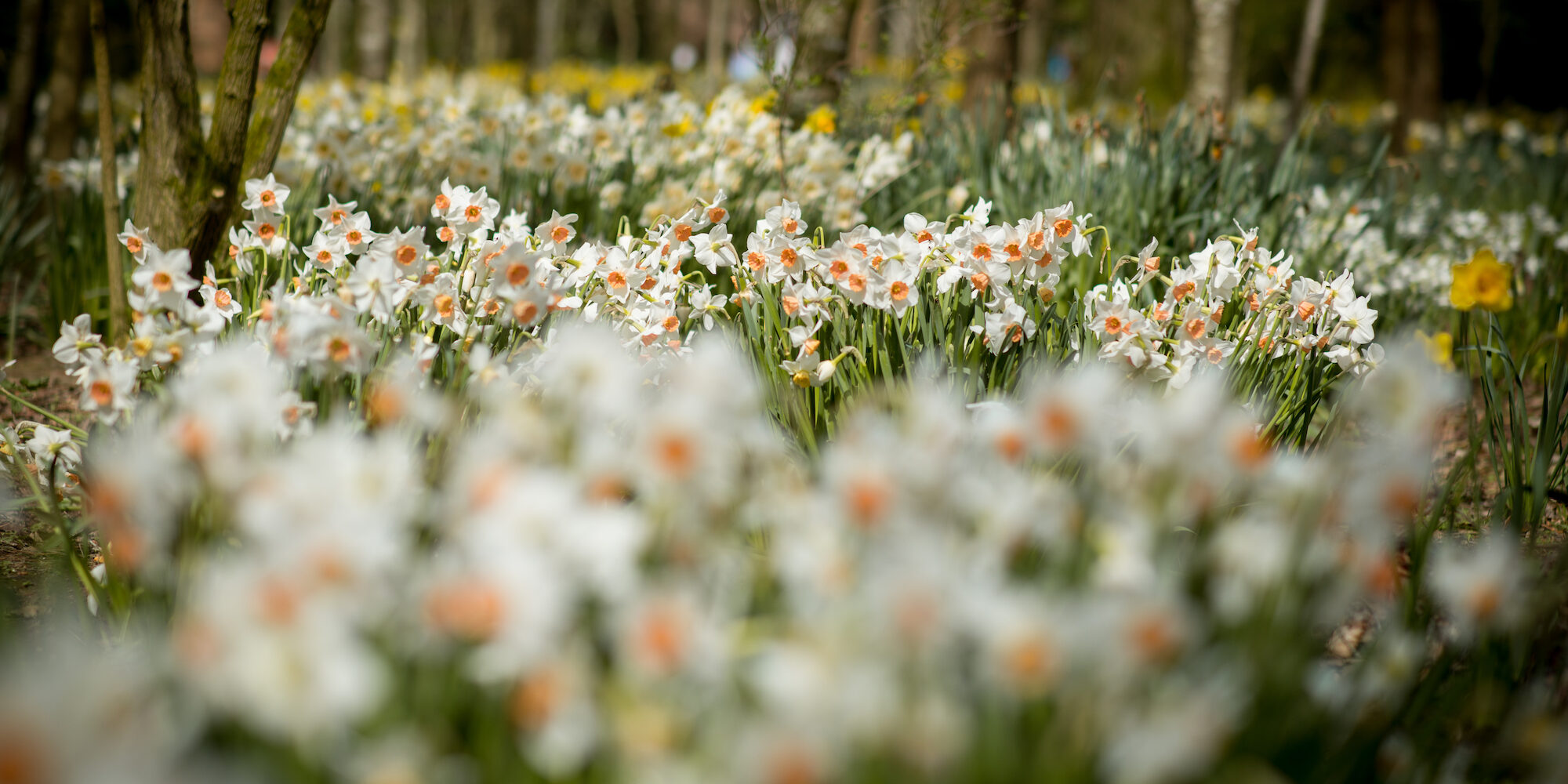 Mother’s Day in Cornwall 2026: things to do, lunches, afternoon tea & spa days