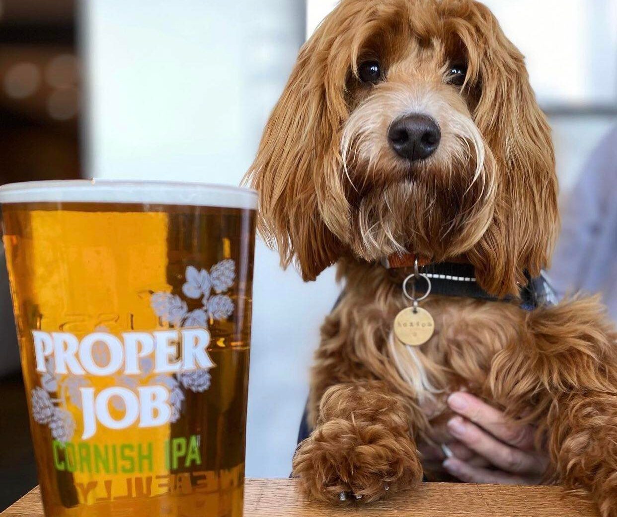 Dog-friendly pubs and restaurants in St Ives