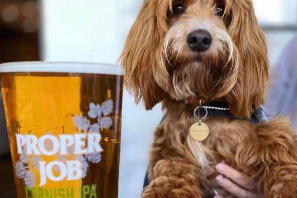 Dog-friendly pubs and restaurants in St Ives