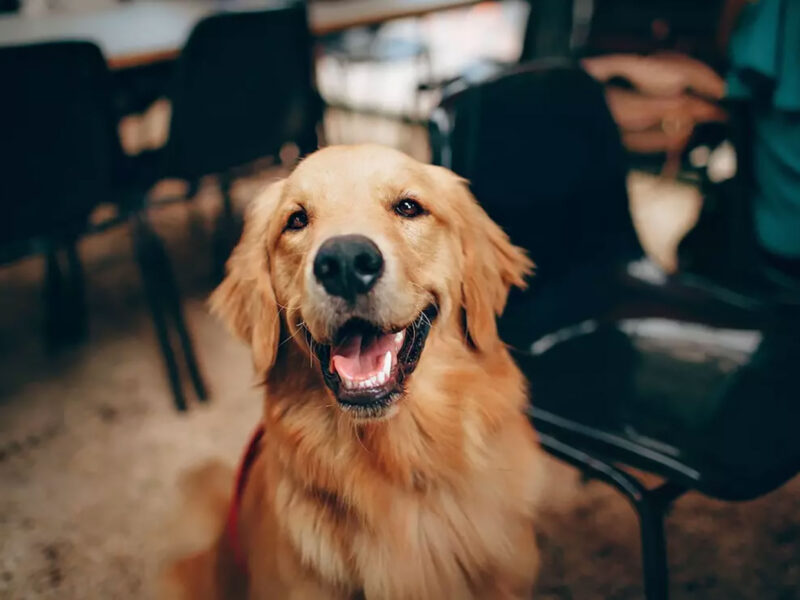 Eating out with your dog