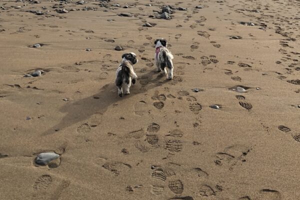 Dog-friendly beaches in Padstow