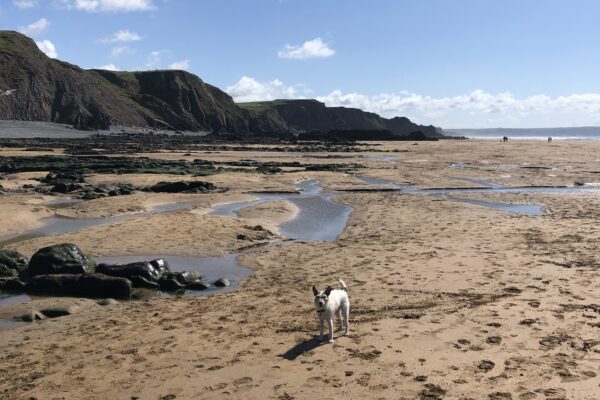 Dog Friendly Walks & Beaches