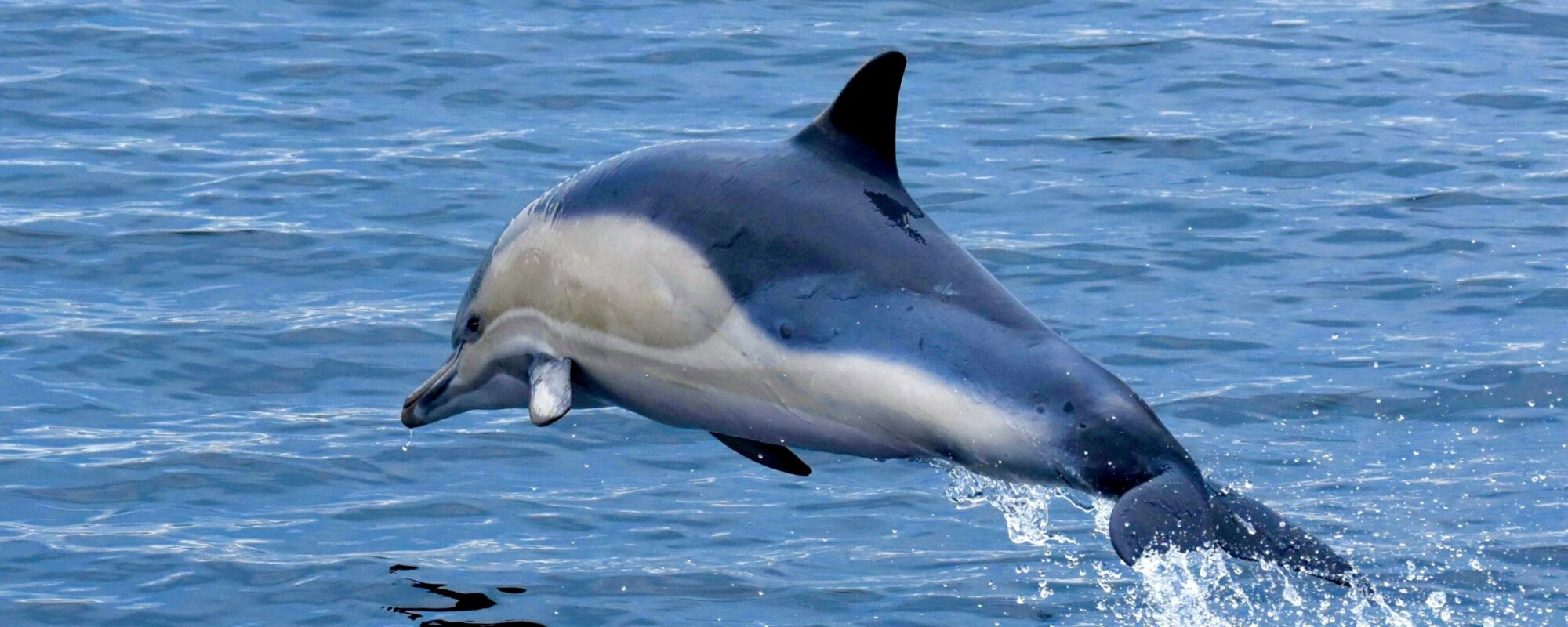 Common Dolphin AK Wildlife Cruises