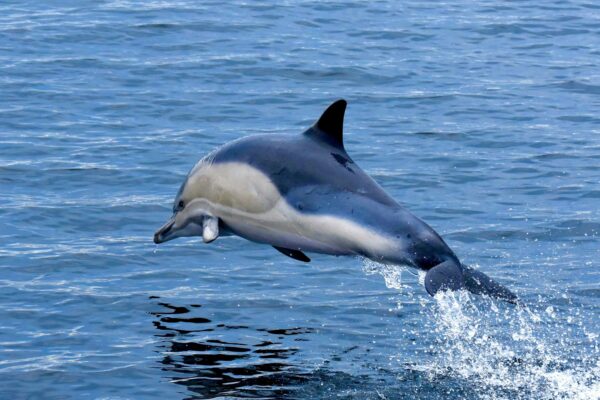 Falmouth Boat Trips & Tours