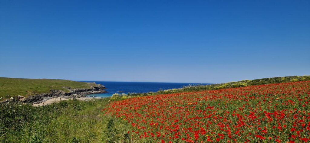 Polly Joke Beach