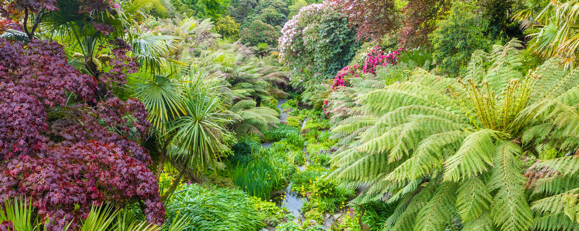 Spring In The Water Garden Trebah