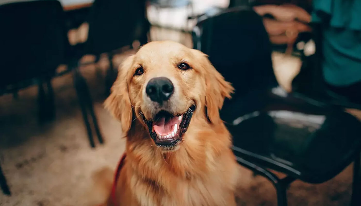 Dog Friendly