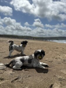 Dog-friendly beaches in Cornwall