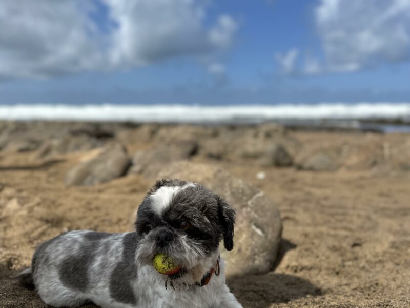 Dog beaches