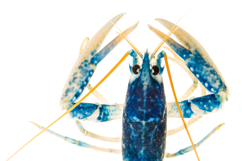 European / Common Lobster (Homarus gammarus)