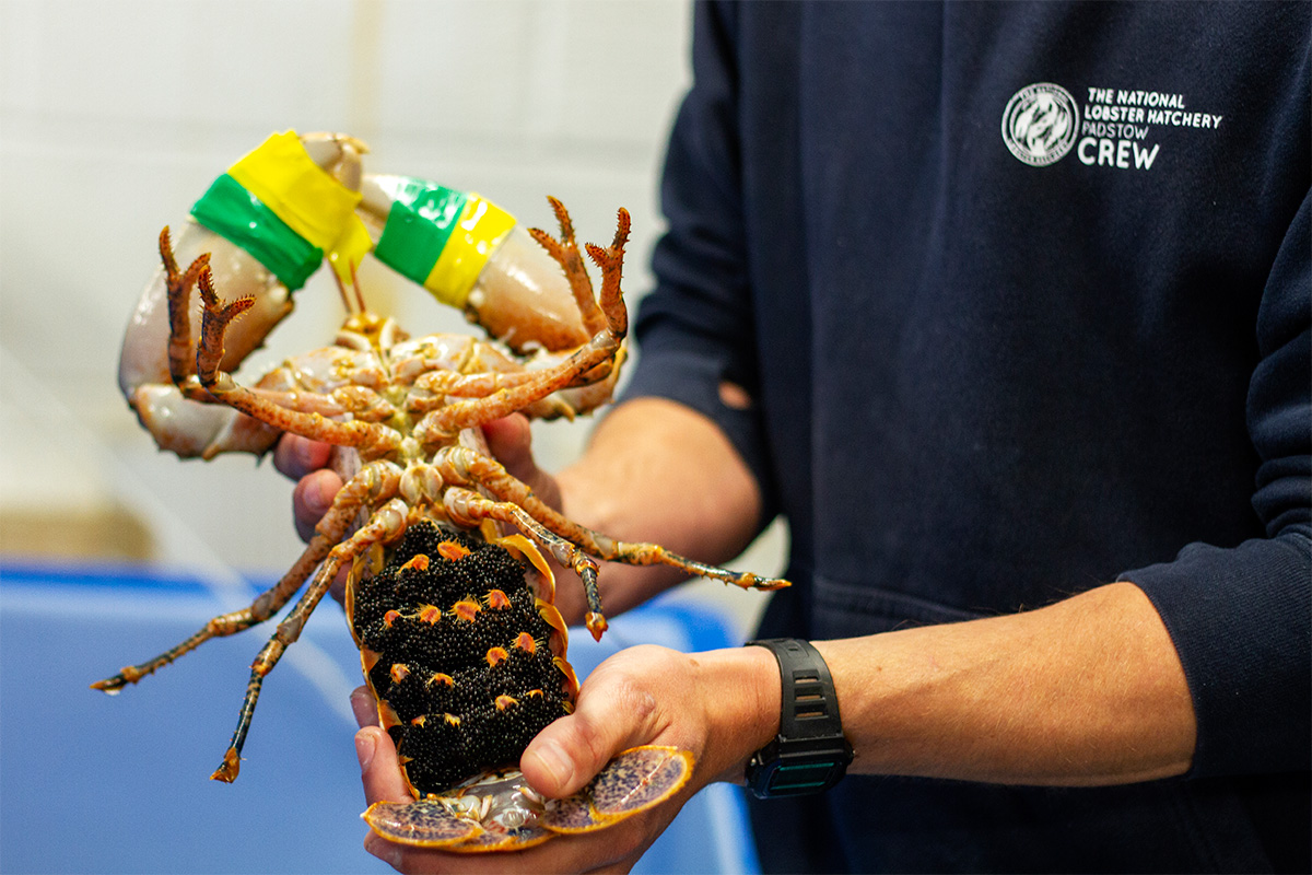 Claws for thought: The National Lobster Hatchery, Padstow