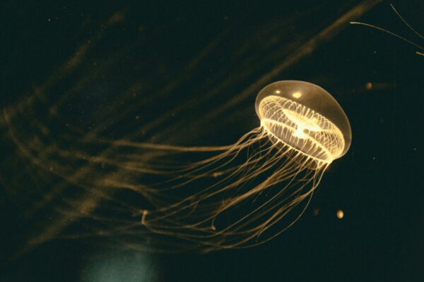 Wildlife Wonders: Bioluminescent Jellyfish in Cornwall