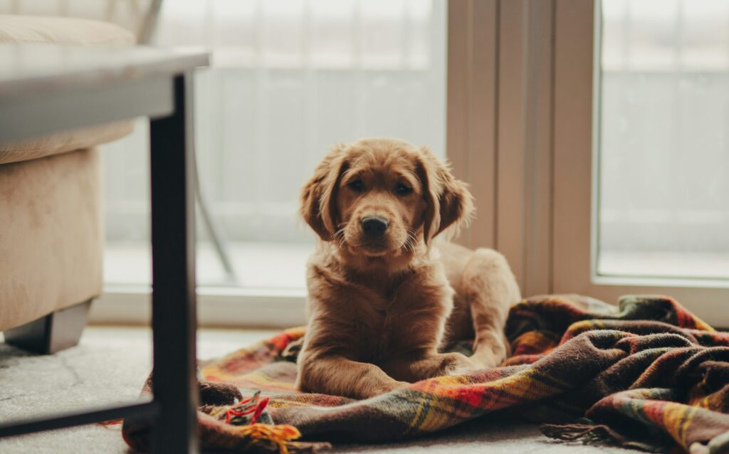josh hild dog unsplash