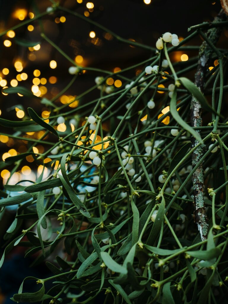 Small white berries on mistletoe plant against blurred festive lights, perfect for Christmas, holiday decorations, or winter celebrations.